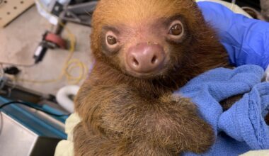 Central Florida Zoo shares condition update on imported sloths – Orlando Sentinel