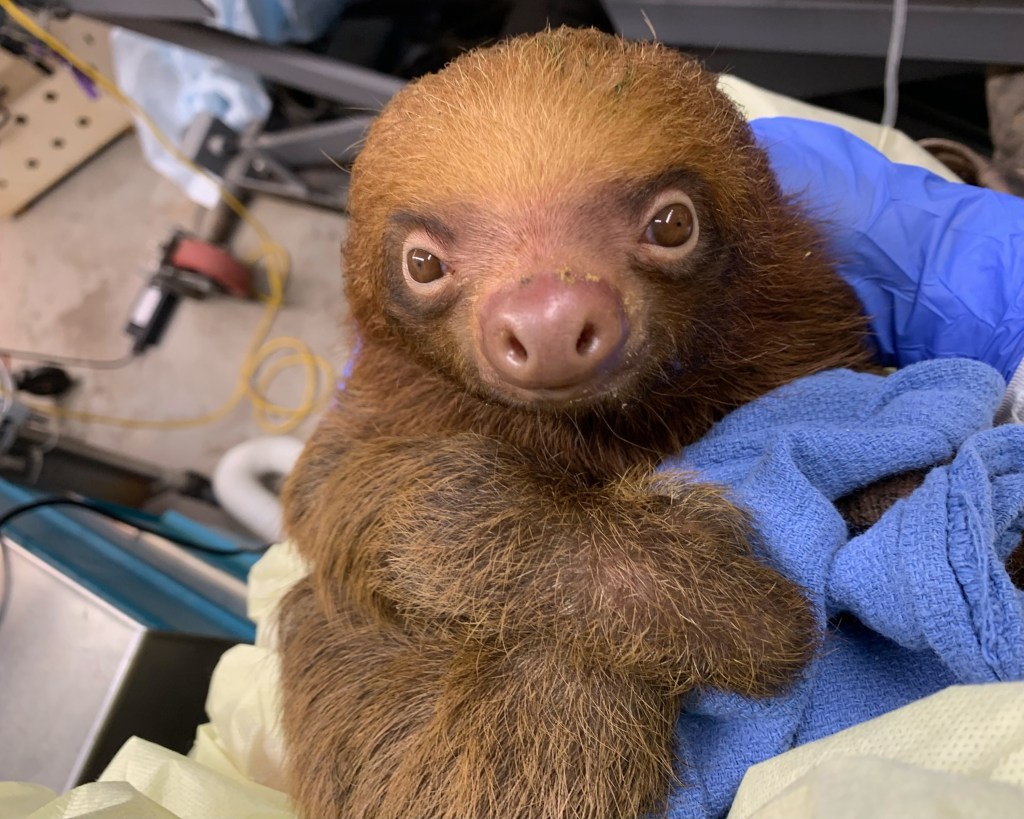 Central Florida Zoo shares condition update on imported sloths – Orlando Sentinel