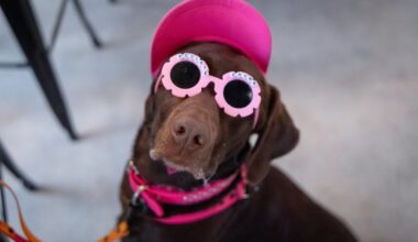 BarkHaven hosts first dog-friendly music festival, "Barkchella"