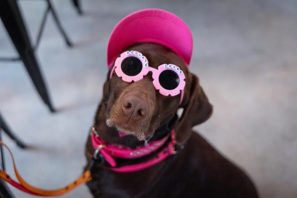 BarkHaven hosts first dog-friendly music festival, "Barkchella"