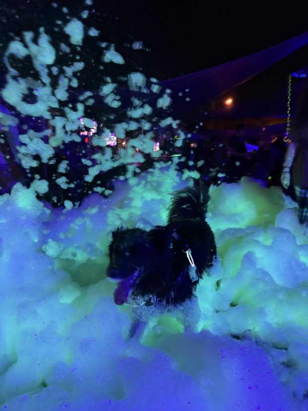 Barkchella is the first dog-friendly music festival hosted by BarkHaven in Ivanhoe Village on April 18. The foam machine is always a hit with dogs. (Courtesy of BarkHaven)