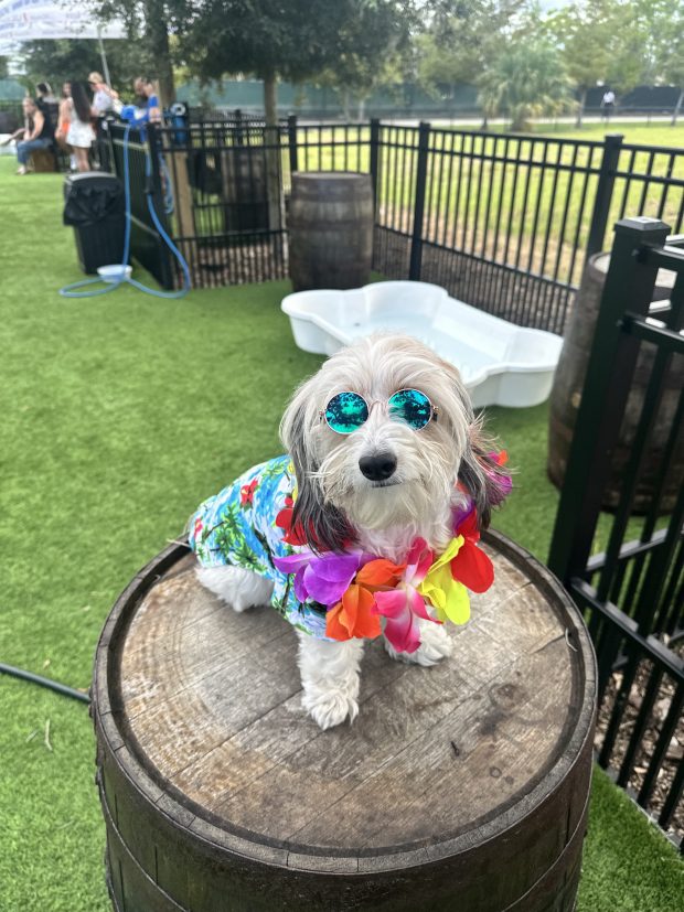 Barkchella is the first dog-friendly music festival hosted by BarkHaven in Ivanhoe Village on April 18. (Courtesy of BarkHaven)