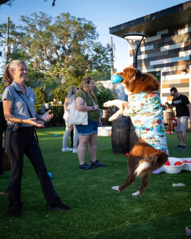 Barkchella is the first dog-friendly music festival hosted by BarkHaven in Ivanhoe Village on April 18. (Courtesy of BarkHaven)