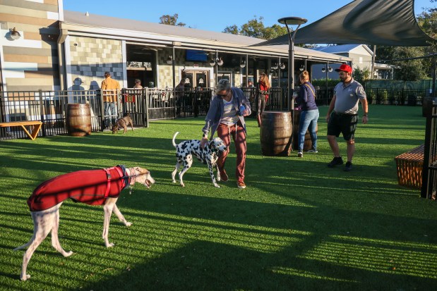 BarkHaven Dog Bar in Orlando, pictured on Friday, Nov. 22, 2024, offers a comfortable place to visit for both people and dogs. (Rich Pope, Orlando Sentinel)