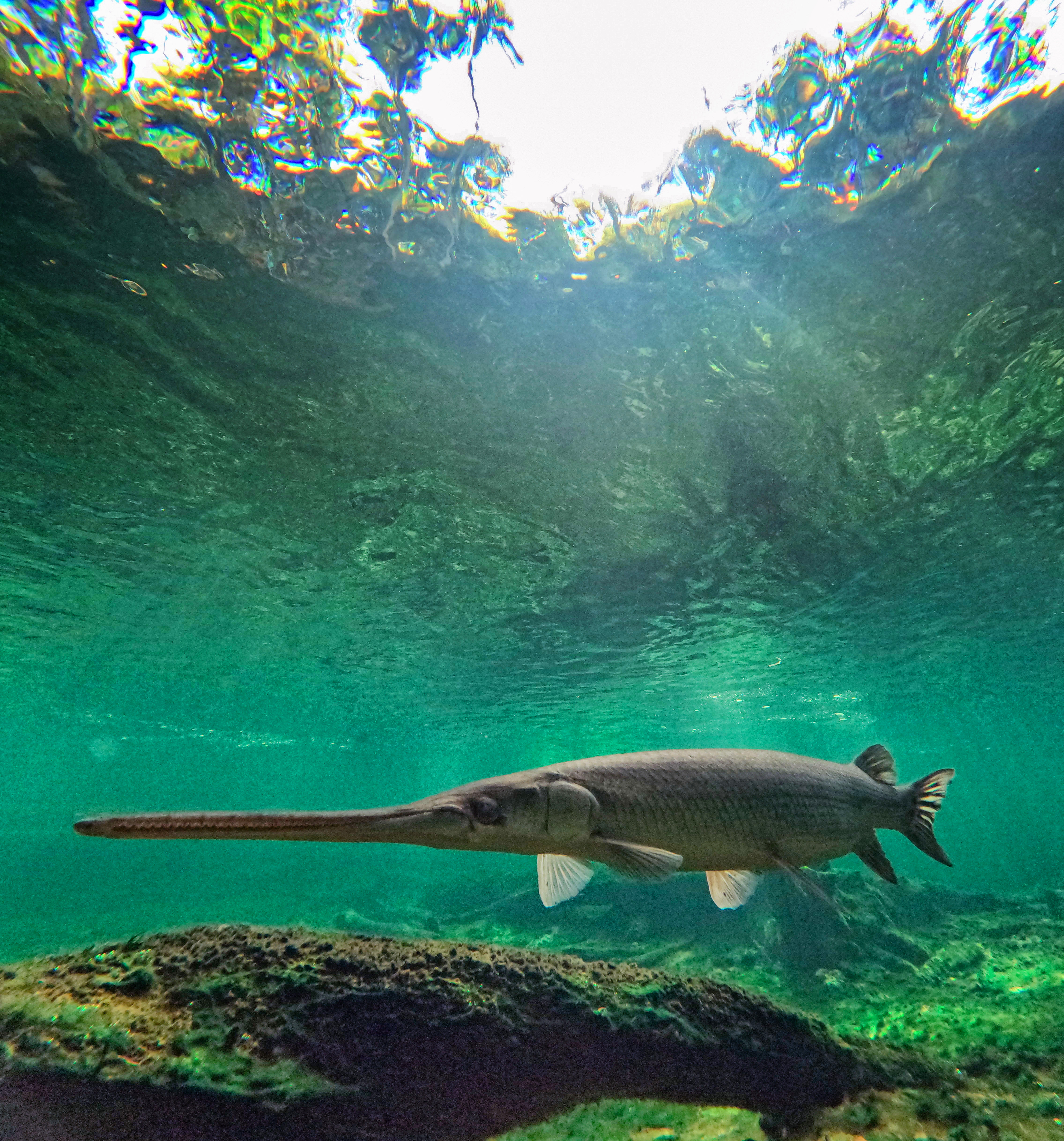 A gar chills out at Blue Spring State Park, Friday,...