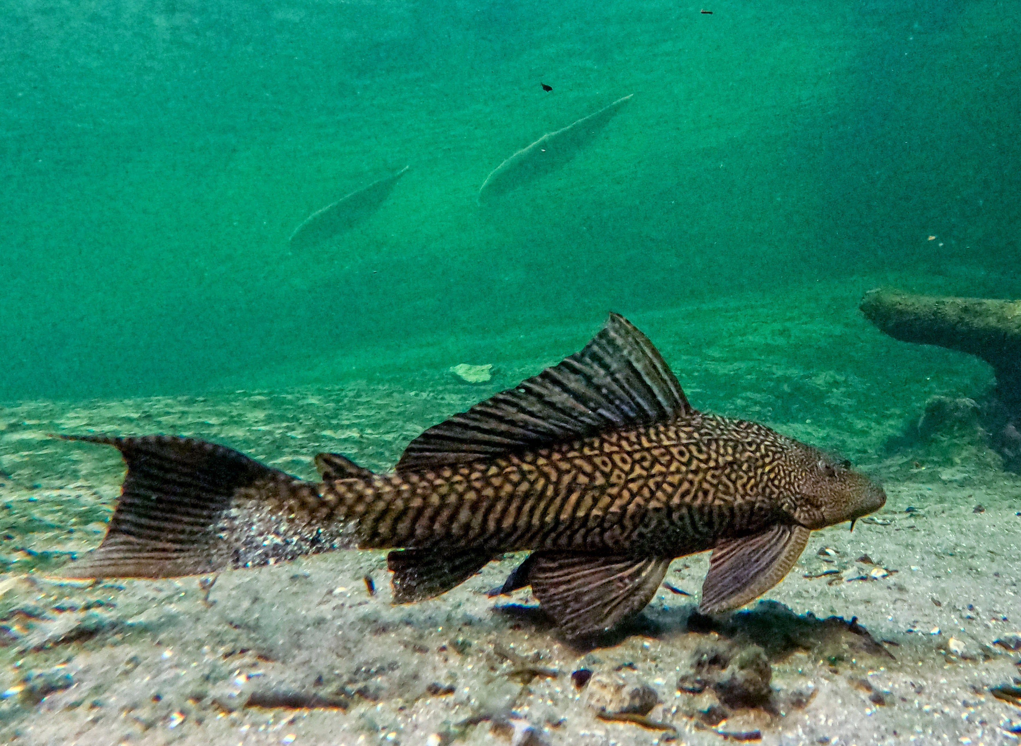 SNORKELING THE BLUE â An armored catfish swims at Blue...