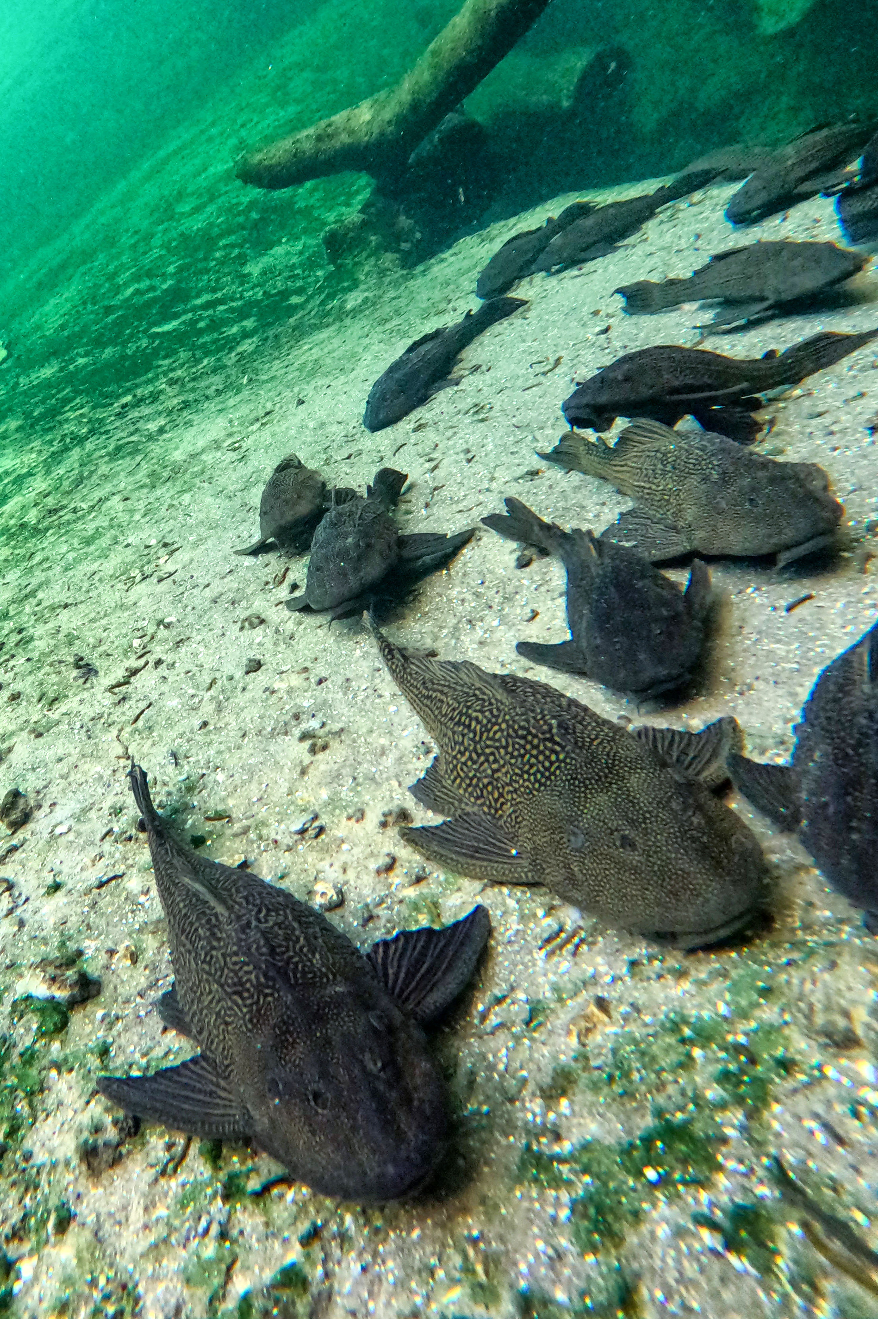 SNORKELING THE BLUE â Armored catfish congregate at the edge...