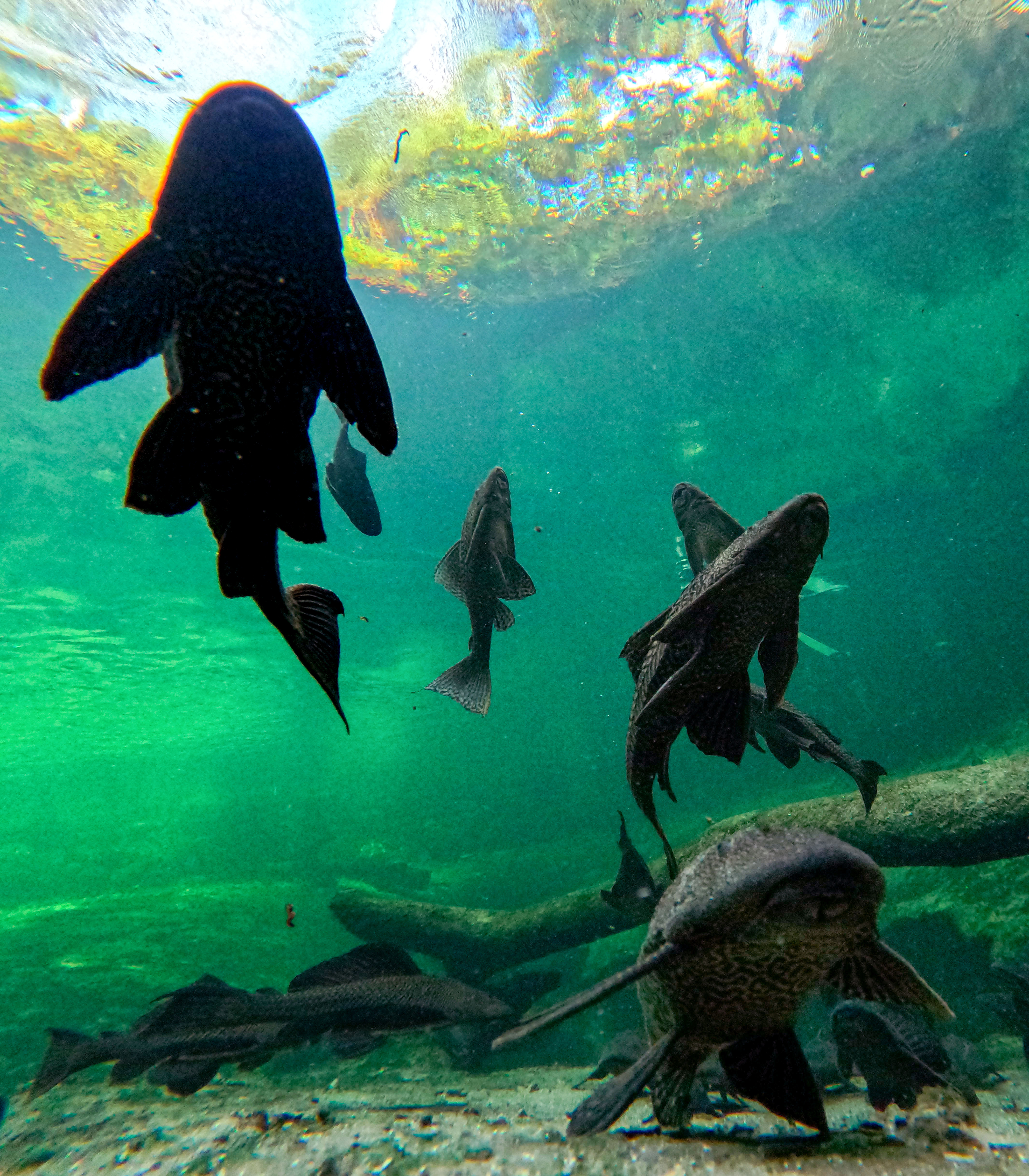 SNORKELING THE BLUE â Armored catfish congregate over the boil...