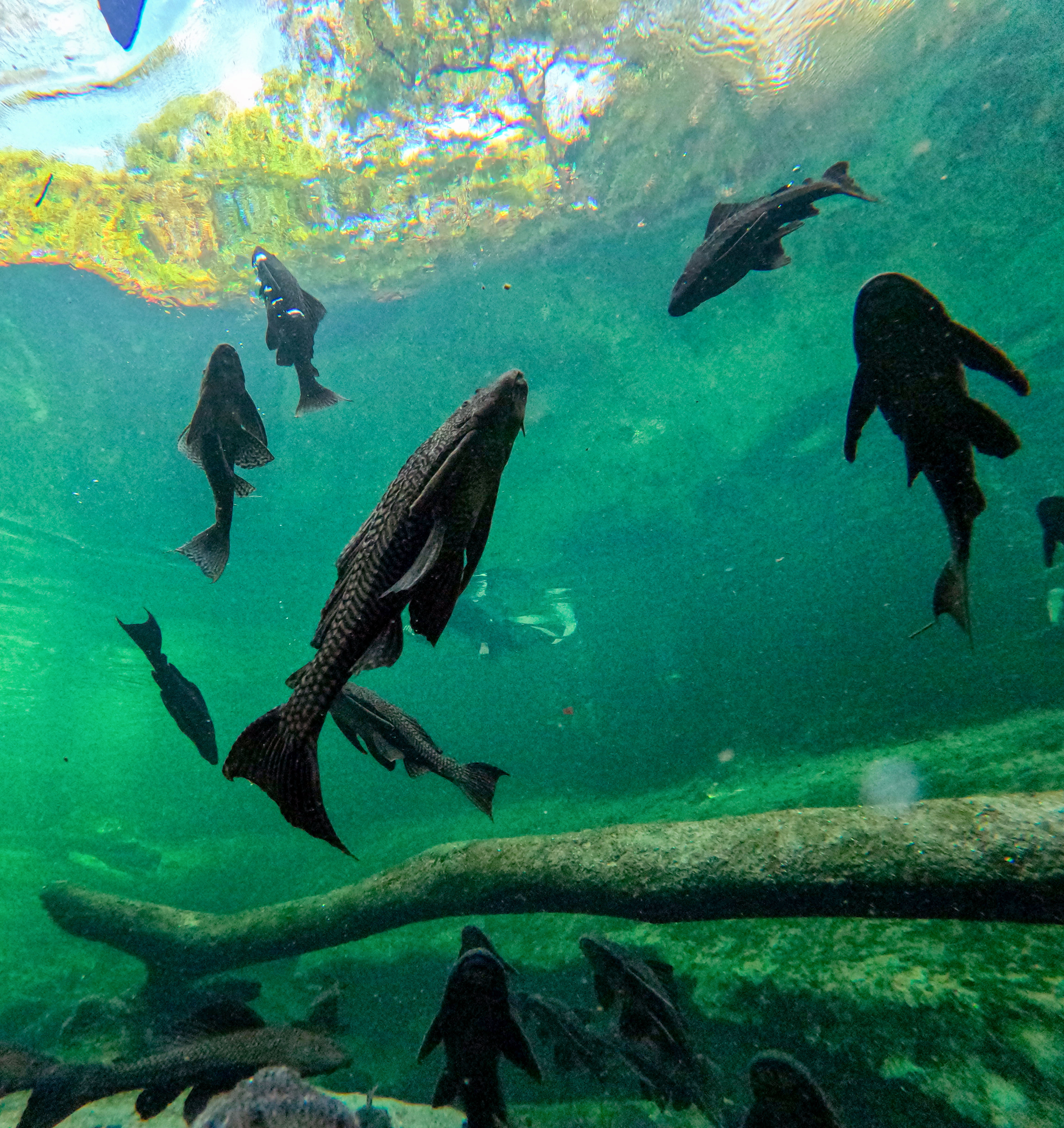 SNORKELING THE BLUE â Armored catfish congregate over the boil...