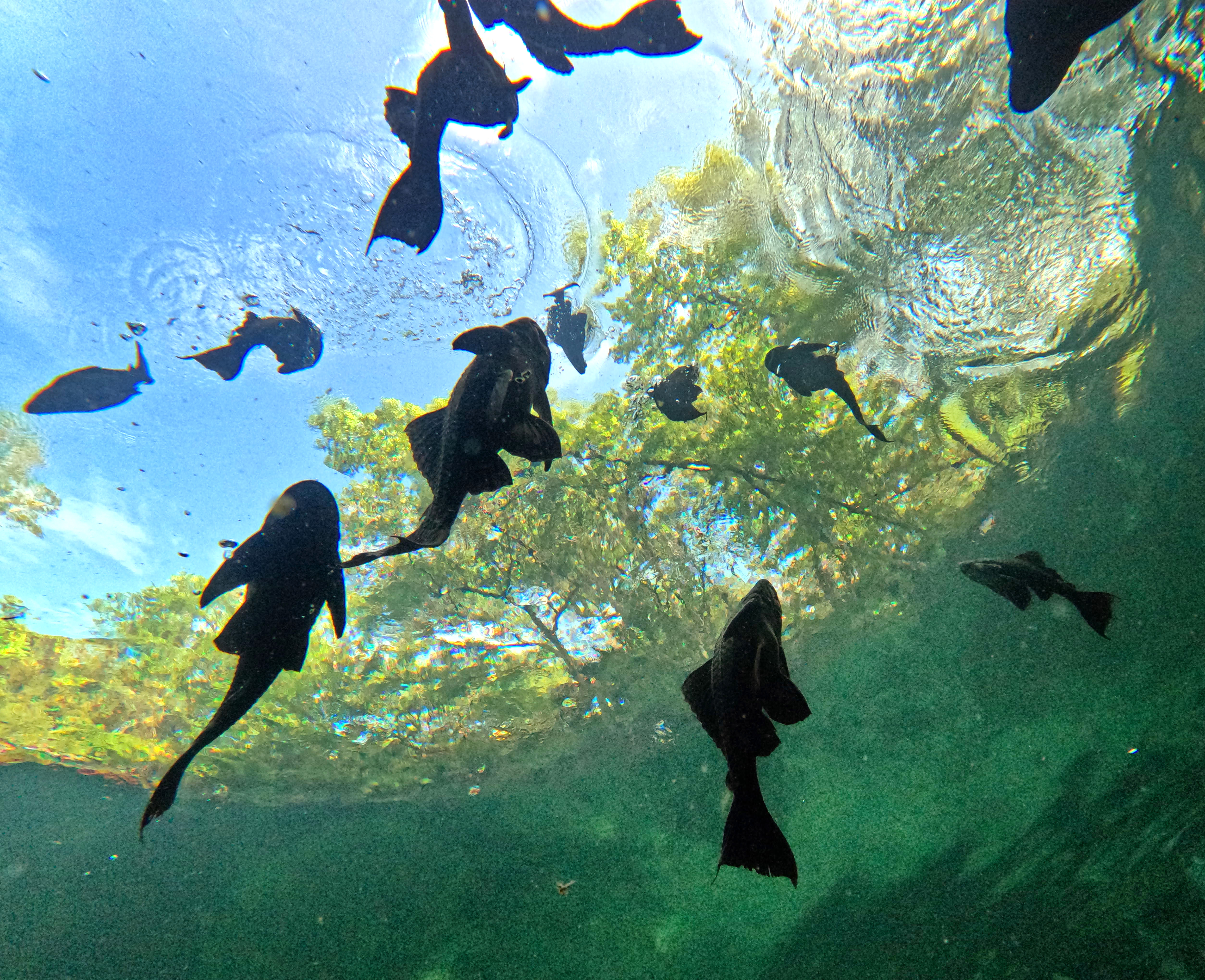 SNORKELING THE BLUE â Armored catfish congregate over the boil...