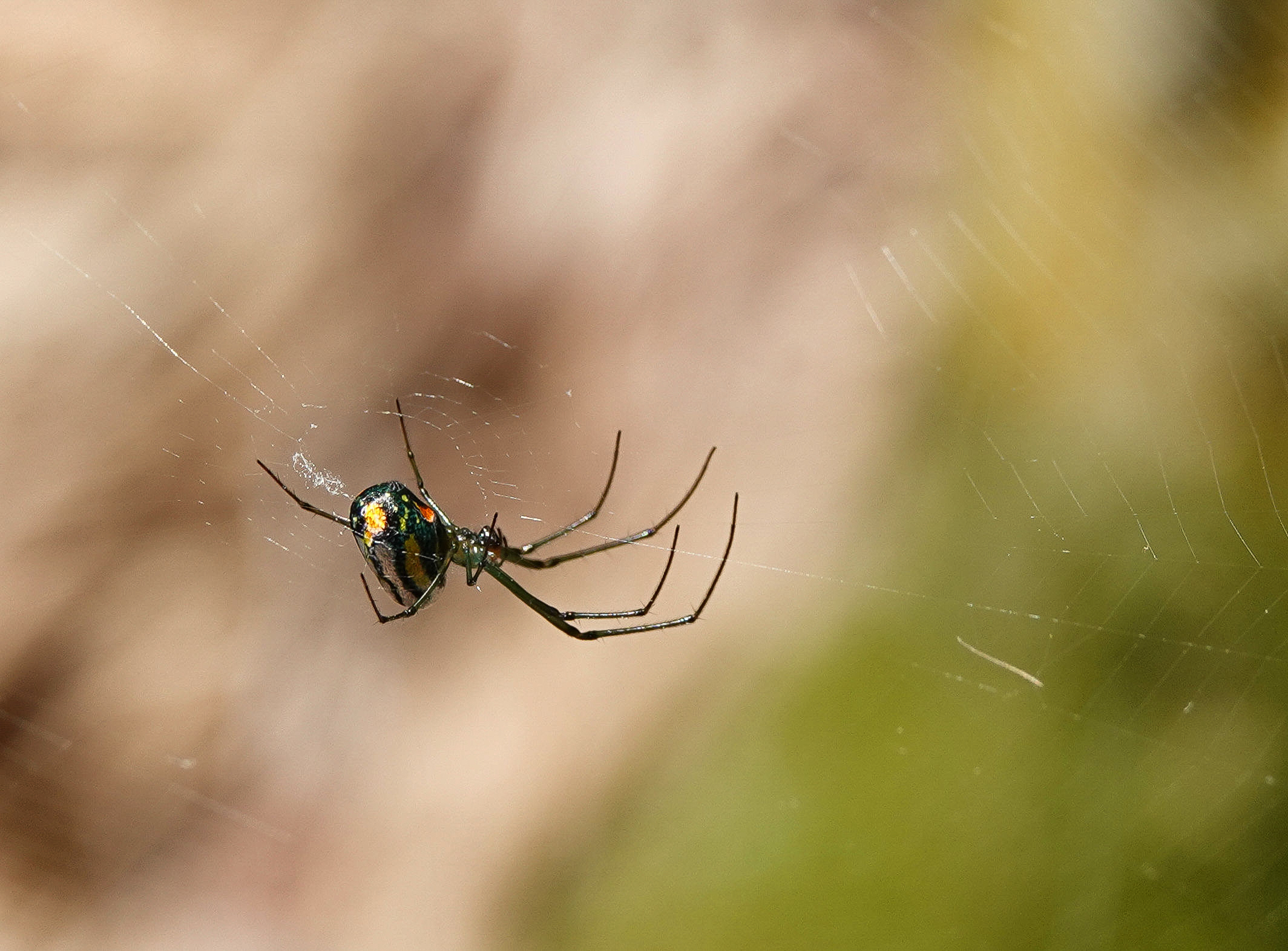 ENJOYING THE BLUE â A mabel orchard orbweaver at Blue...