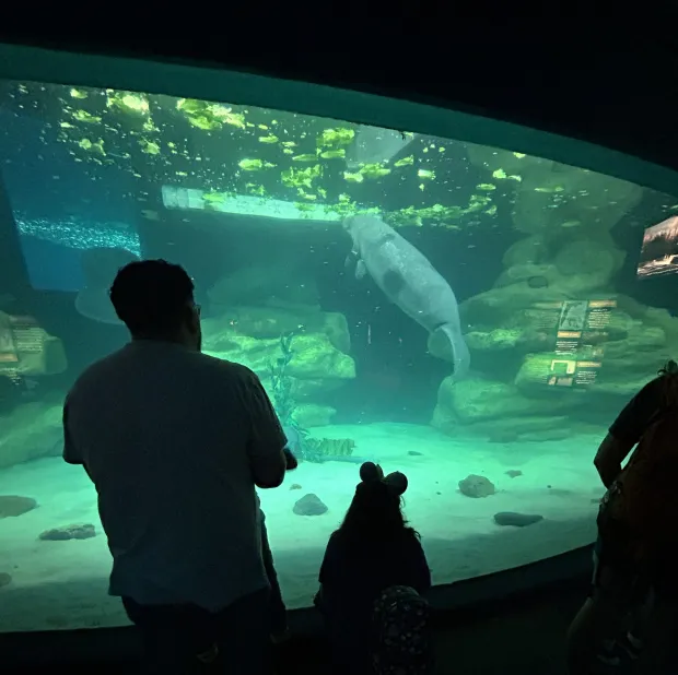 Epcot visitors watch manatees eat inside the tank of the Seabase Aquarium in the World Nature section of the theme park. (Dewayne Bevil/Orlando Sentinel)