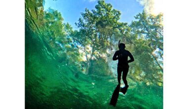 Blue Spring 2026 swimming season opens – Orlando Sentinel