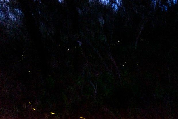 Fireflies light up the night as seen while hiking the Florida Trail through Ocala National Forest on April 3. (Patrick Connolly/Orlando Sentinel)