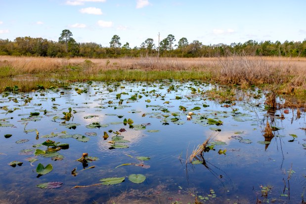 Hopkins Prairie provides abundant scenery and some water along the Florida Trail in Ocala National Forest on April 4, 2026. (Patrick Connolly/Orlando Sentinel)