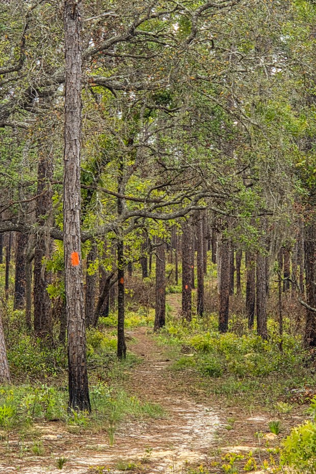 The orange-blazed Florida Trail winds for 70 miles through Ocala National Forest on April 2, 2026. (Patrick Connolly/Orlando Sentinel)