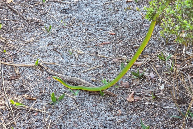 A rough green snake rests across the Florida Trail in Ocala National Forest on April 3, 2026. (Patrick Connolly/Orlando Sentinel)