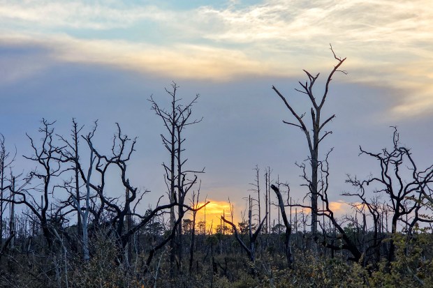 The sun sets over a section of Ocala's scrub habitat along the Florida Trail in Ocala National Forest on April 3. (Patrick Connolly/Orlando Sentinel)