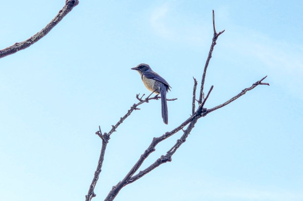 A Florida scrub-jay perches atop a tree as spotted while hiking the Florida Trail through Ocala National Forest on April 3, 2026. (Patrick Connolly/Orlando Sentinel)