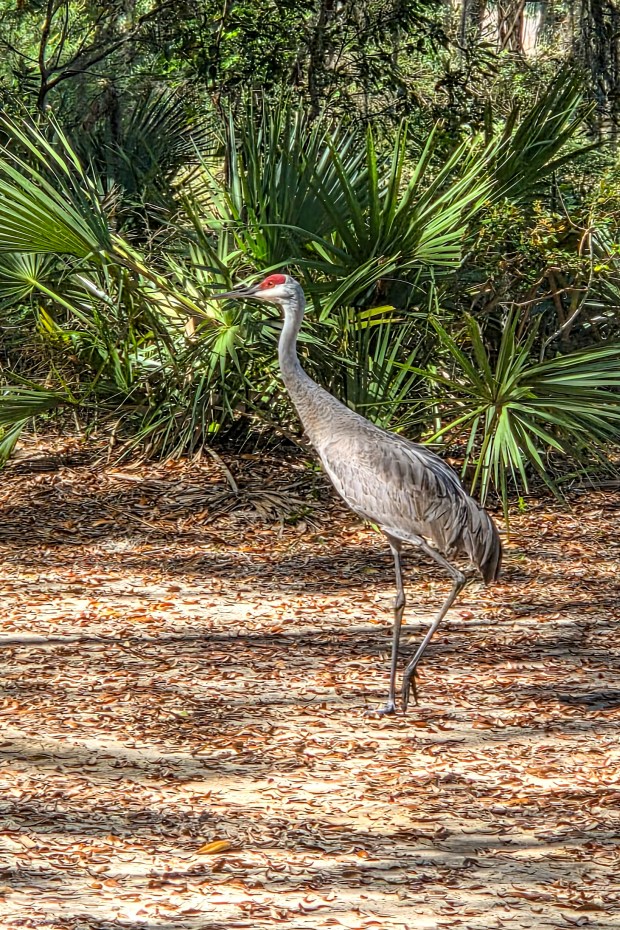 A sandhill crane walks through the Hopkins Prairie campground near the Florida Trail in Ocala National Forest on April 4, 2026. (Patrick Connolly/Orlando Sentinel)