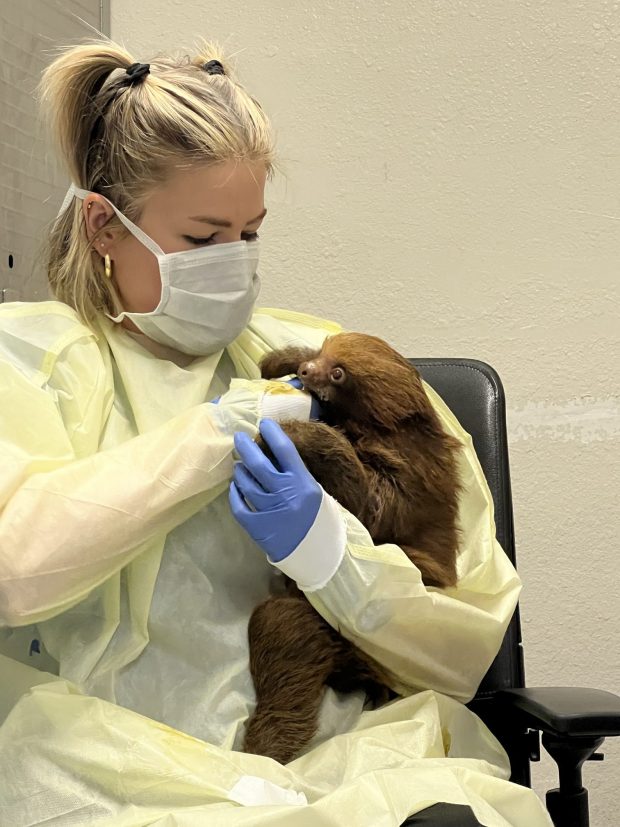 Dr. Haley Straub, associate veterinarian at Central Florida Zoo, bottle-feeds a small sloth, one of 13 animals that were originally imported for use in a Sloth World attraction on Orlando's International Drive. (Central Florida Zoo & Botonical Gardens)