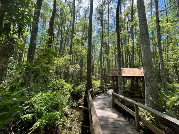 Scenes from the Swamp Walk, a 27-acres nature preserve on the south end of the Gatorland attraction on South Orange Blossom Trail. (Dewayne Bevil/Orlando Sentinel)
