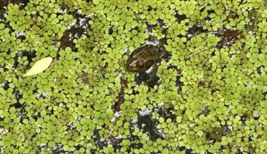 Swamp Walk spotlights animals, Florida history