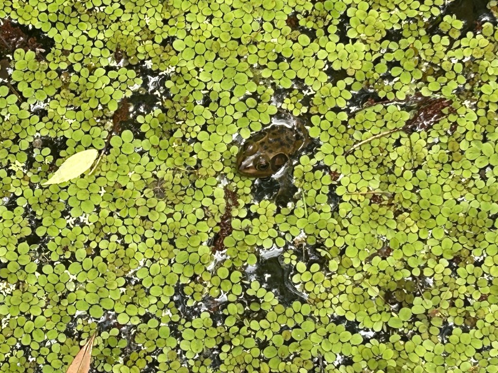 Swamp Walk spotlights animals, Florida history