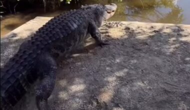 Big alligator moved from I-Drive to Gatorland, named Mr. Worldwide – Orlando Sentinel