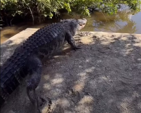 Big alligator moved from I-Drive to Gatorland, named Mr. Worldwide – Orlando Sentinel
