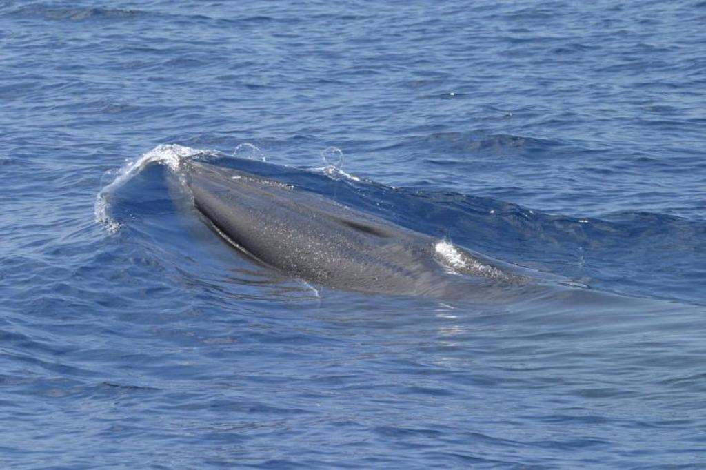 ‘God Squad’ putting some species on brink of extinction – Orlando Sentinel