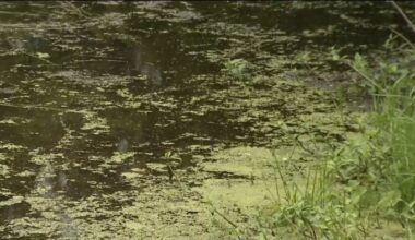 Blue green algae spotted at Doctors Lake Center; how to protect yourself & your pets