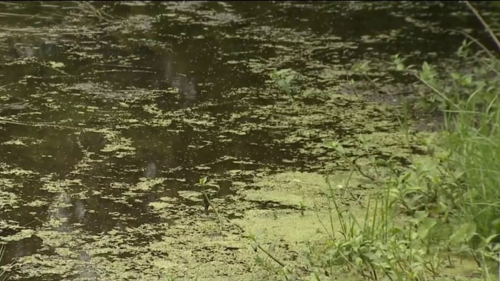 Blue green algae spotted at Doctors Lake Center; how to protect yourself & your pets