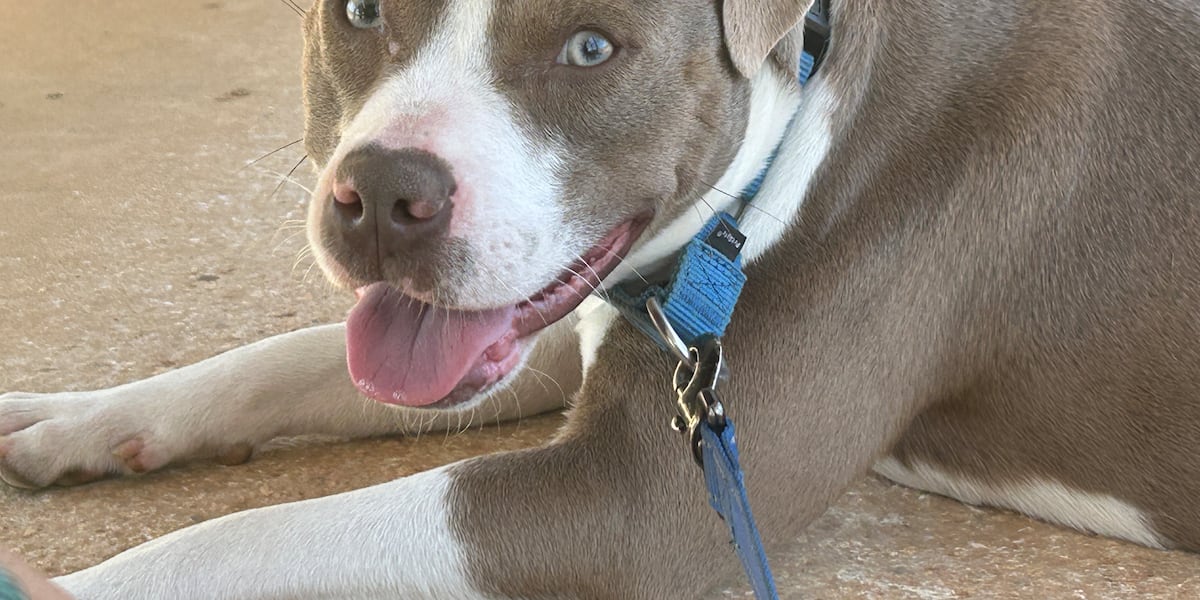 These pups have a pep in their step and a smile on their face!