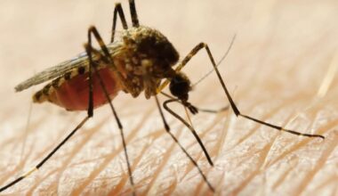 Pinellas County officials urge mosquito prevention