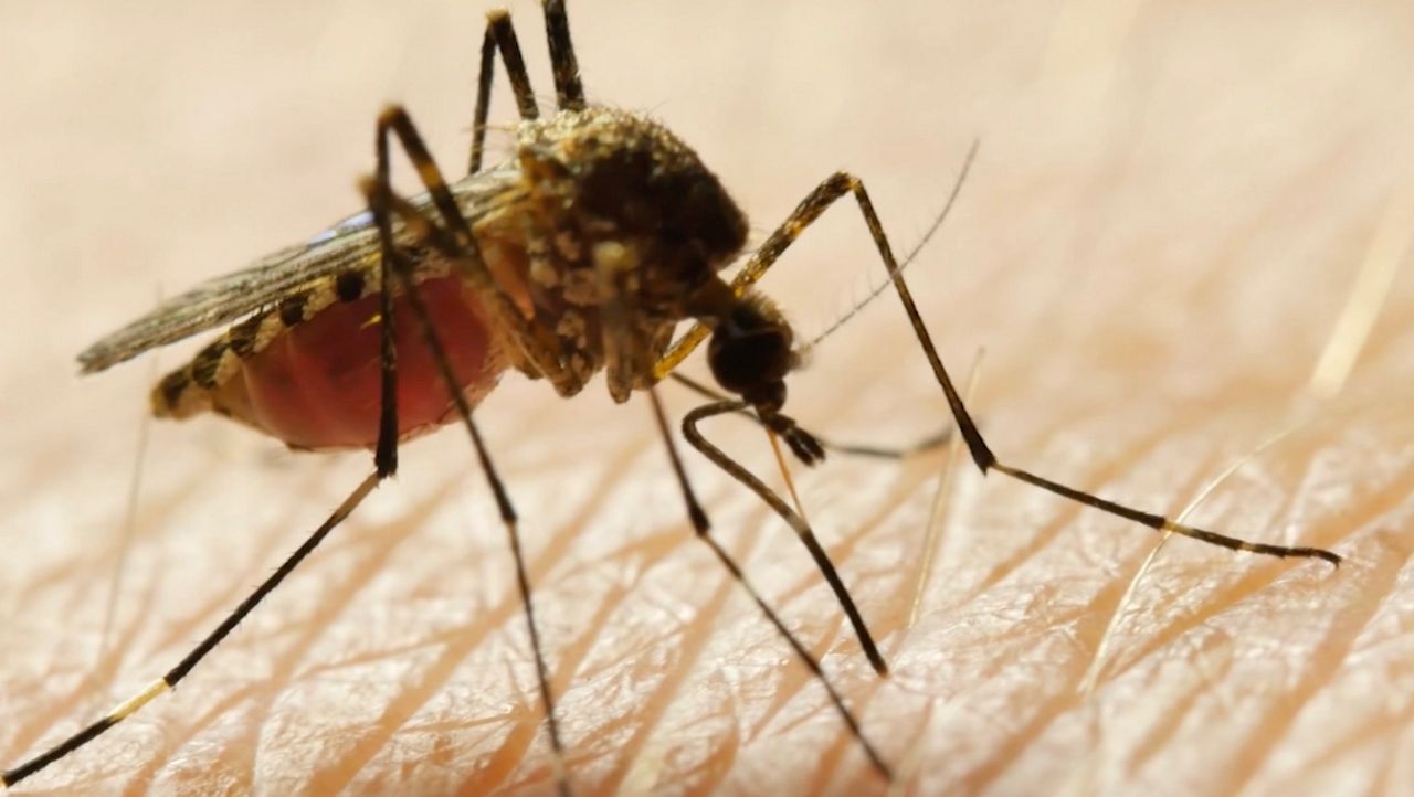 Pinellas County officials urge mosquito prevention