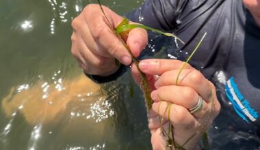 Scientists survey seagrass in the suncoast