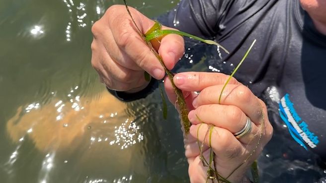 Scientists survey seagrass in the suncoast