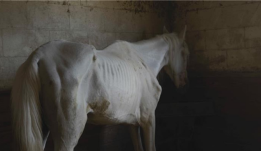 Local nonprofits mobilize after 69 horses seized in Florida’s largest horse abuse case