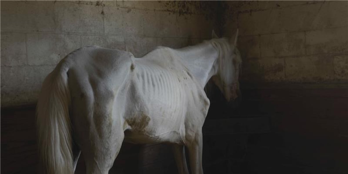 Local nonprofits mobilize after 69 horses seized in Florida’s largest horse abuse case