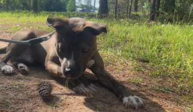 Playtime pups looking for real time families