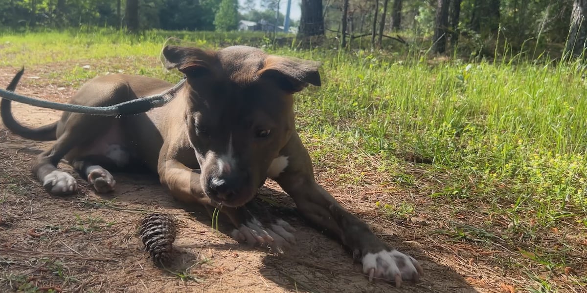 Playtime pups looking for real time families