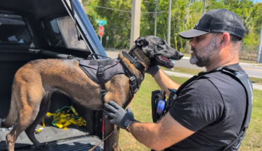 This dog isn’t looking for drugs or bombs