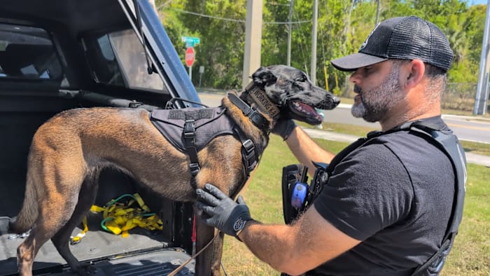This dog isn’t looking for drugs or bombs