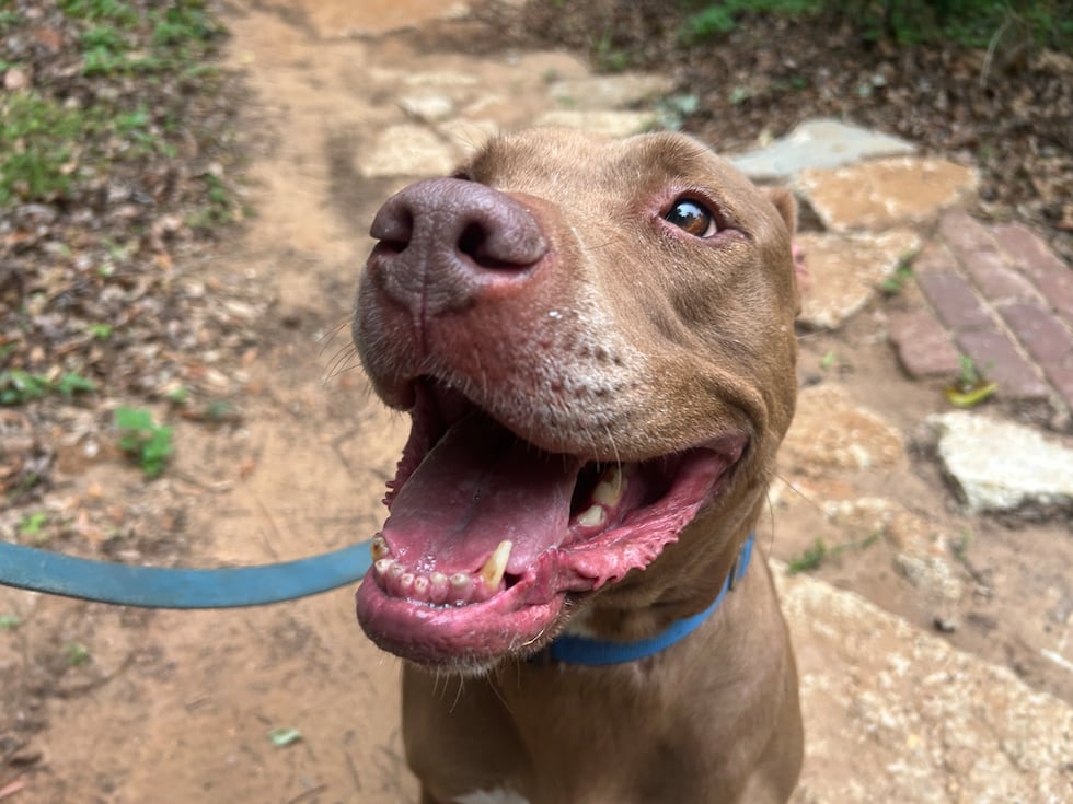 His name is Smiley. He definitely is!