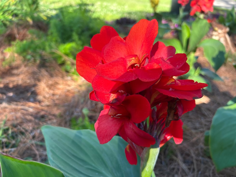 This flower is blooming near FSU's Friendship Garden.