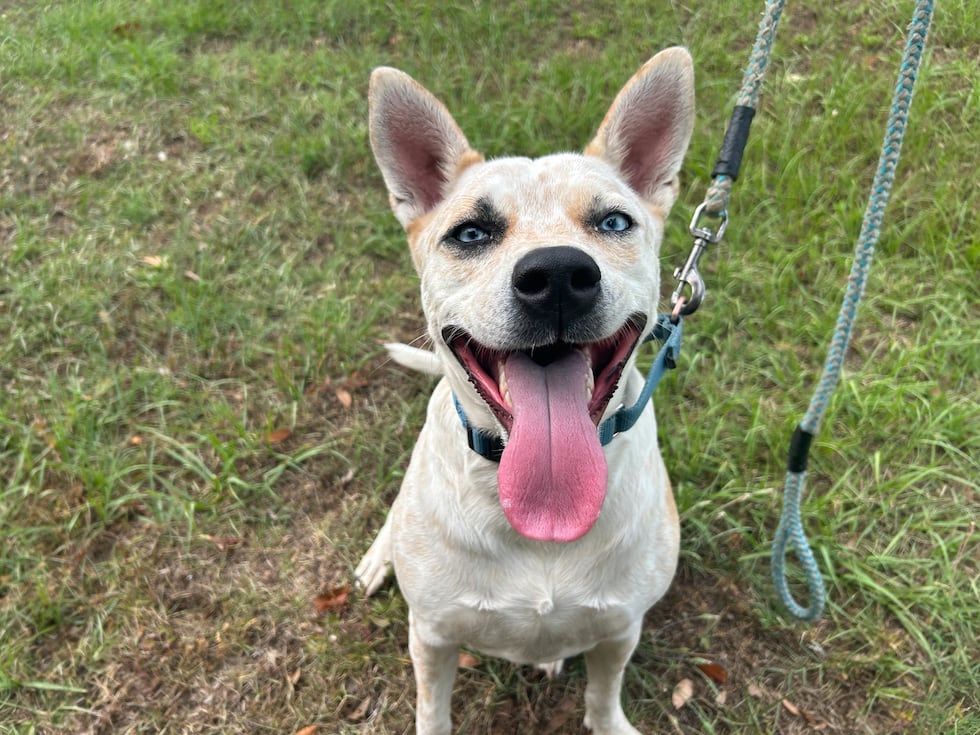 Bonnie is active, affectionate and ready to do life with you!