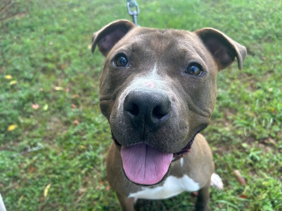 Kimchi is a friendly fellow who smiles for the camera and loves to play!