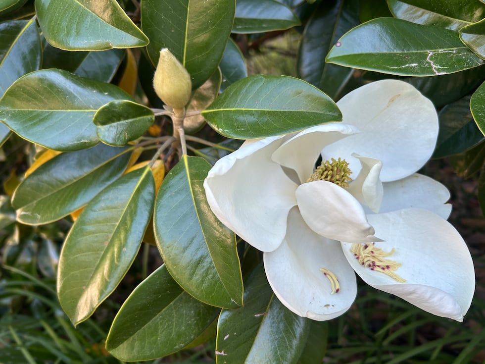 Southern Magnolias are already in bloom on FSU's campus.
