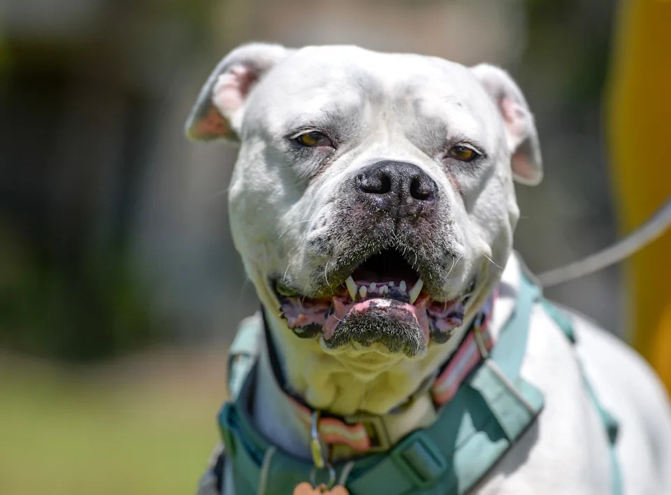 Lulu now enjoys her new family with Lauren Provenzano in Stuart.